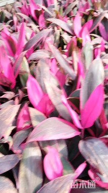 高度25厘米红叶朱蕉