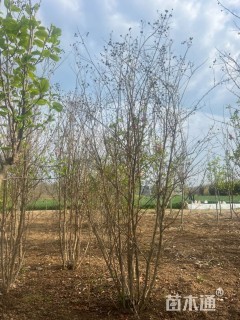 高度150厘米连翘