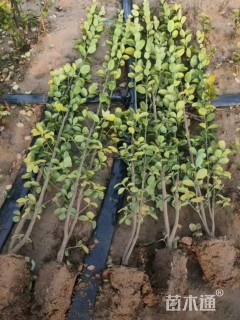 高度120厘米北海道黄杨