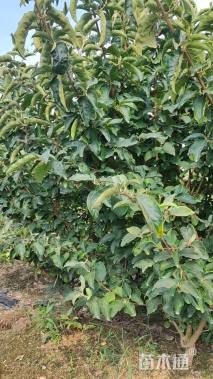 高度200厘米木绣球