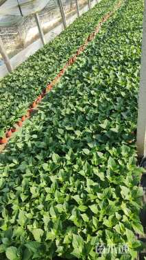 高度20厘米八仙花