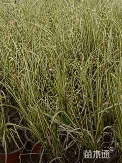 高度15厘米石菖蒲