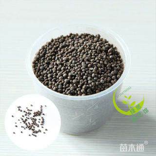 凤仙花种子