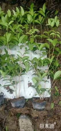 高度40厘米四季桂小苗