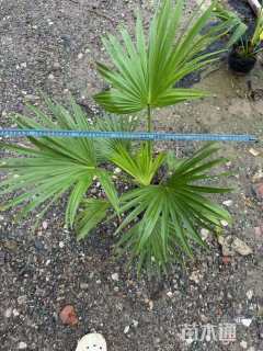 裸干高10厘米蒲葵