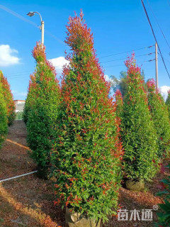 高度200厘米红车