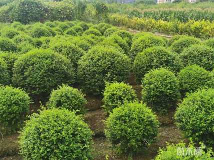 冠幅80厘米水蜡球