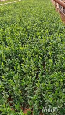 高度40厘米大叶黄杨