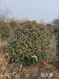 冠幅180厘米红叶石楠球