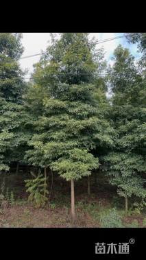 25公分金丝楠木