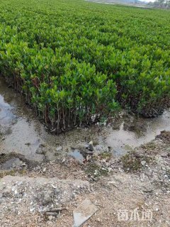 高度50厘米秋茄