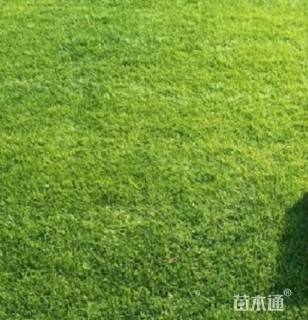 混播黑麦草