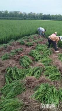 高度150厘米桧柏