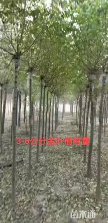 4公分金叶榆