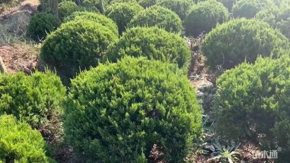 冠幅100厘米刺柏球