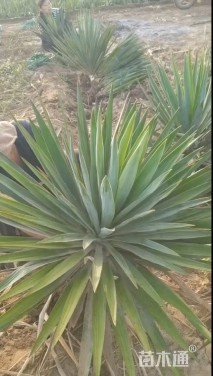 高度80厘米剑麻