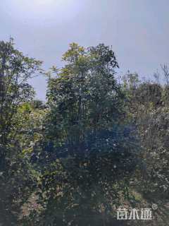 高度350厘米丛生桂花