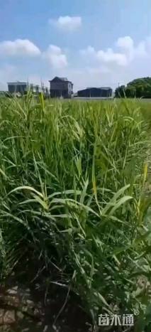 高度30厘米水芹