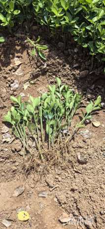 高度10厘米卫矛小苗