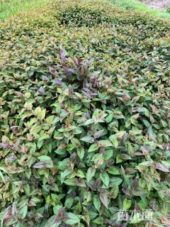 高度30厘米赤胫散