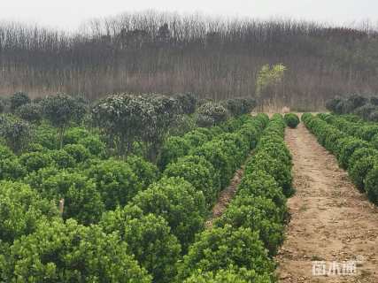 高度100厘米黄杨