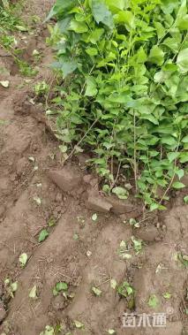 高度50厘米丁香小苗