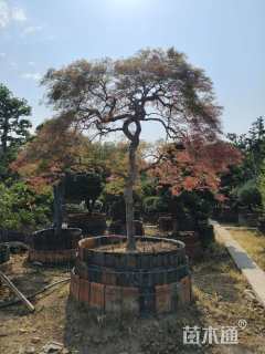 高度175厘米羽毛枫