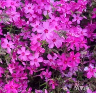 高度12厘米丛生福禄考