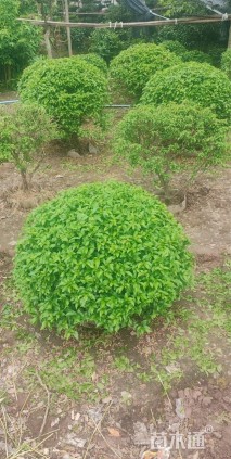 冠幅80厘米三角梅球