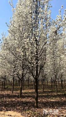 15公分彩叶豆梨