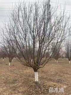 15公分绚丽海棠