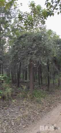 16公分金叶垂榆