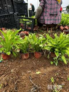 高度15厘米花叶玉簪