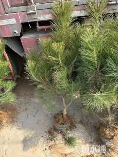 高度70厘米黑松