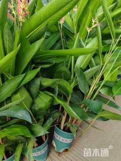 高度80厘米小鸟蕉