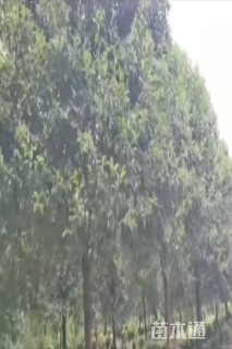 18公分大叶女贞