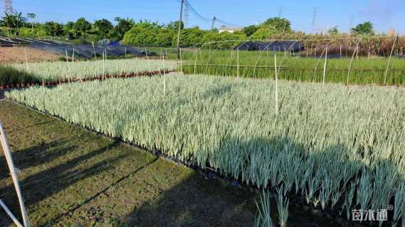 高度40厘米花叶玉蝉花