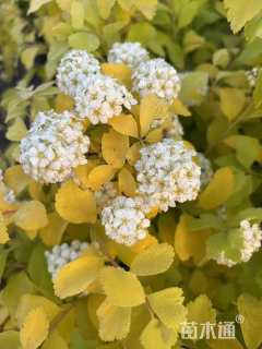 高度75厘米绣线菊