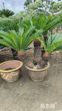 裸干高30厘米苏铁