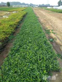 高度15厘米紫菀