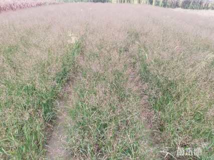 高度60厘米柳枝稷