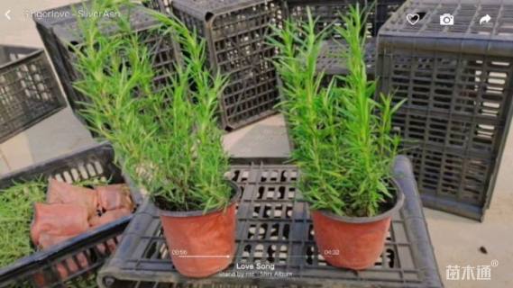 高度20厘米迷迭香