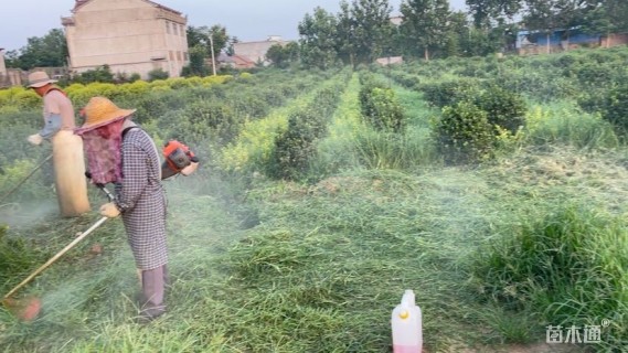 冠幅150厘米金叶女贞球