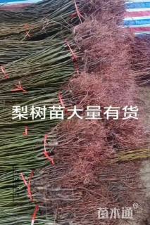 高度100厘米梨树小苗