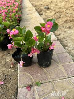 高度20厘米海棠