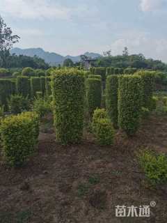 高度180厘米金禾女贞柱