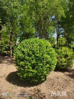 高度80厘米金叶水蜡