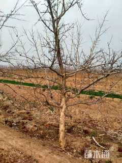 高度400厘米石榴