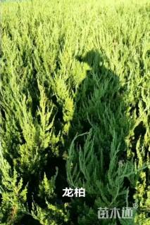 高度30厘米塔柏