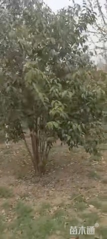 高度500厘米丛生大叶女贞